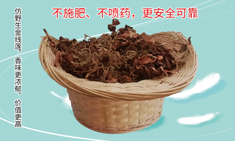 仿野生金线莲