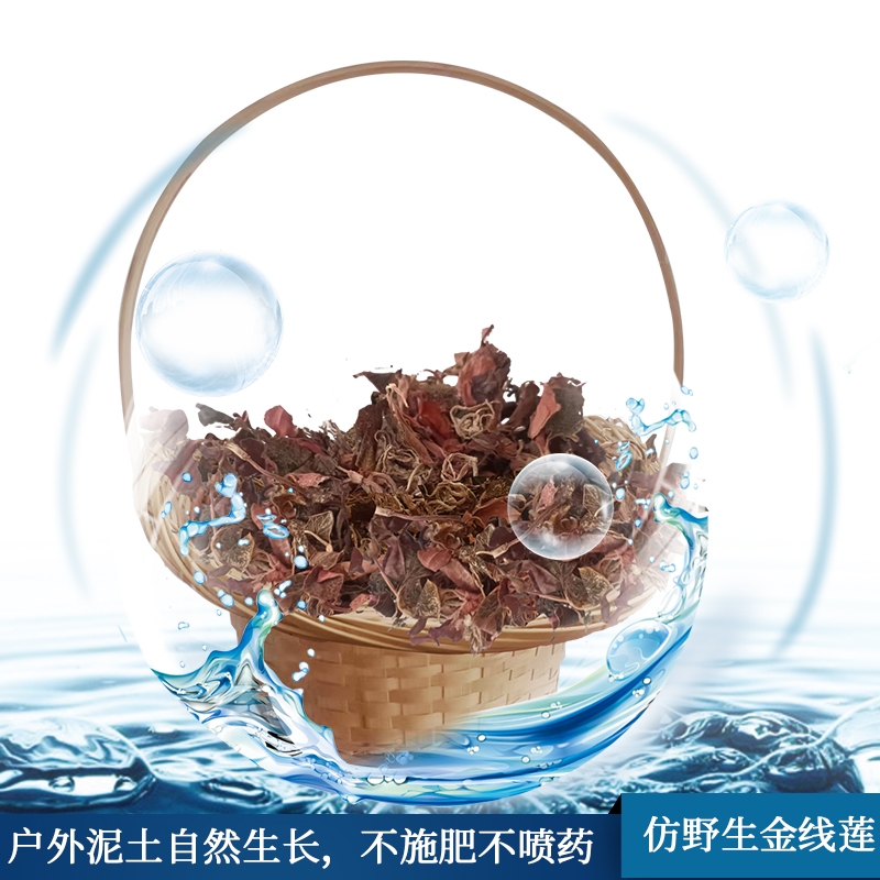 金线莲鲍鱼汤